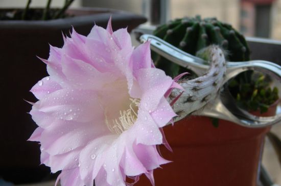 仙人球花的食用办法