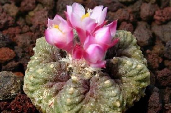 仙人球花的食用办法