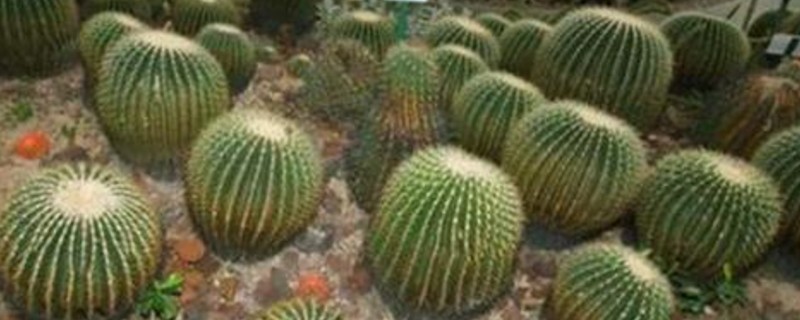 仙人球最佳配土办法