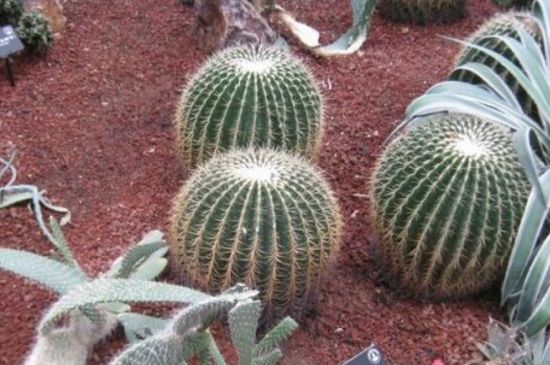 仙人球最佳配土办法