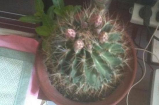 仙人球最佳配土办法