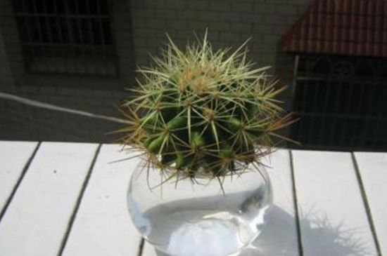 仙人球最佳配土办法