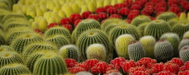 仙人球开花前花苞如何