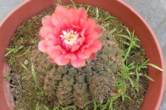 仙人球开花前花苞如何