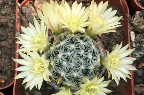 仙人球开花前花苞如何