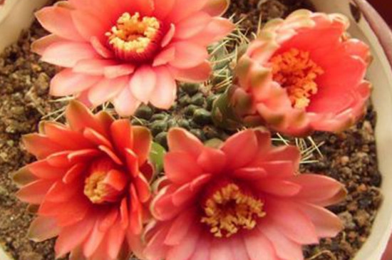 仙人球开花前花苞如何