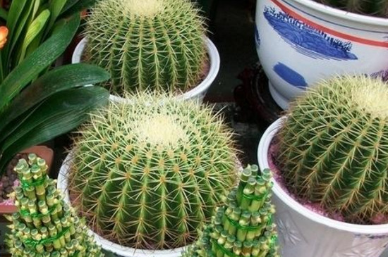 仙人球几天浇水一次