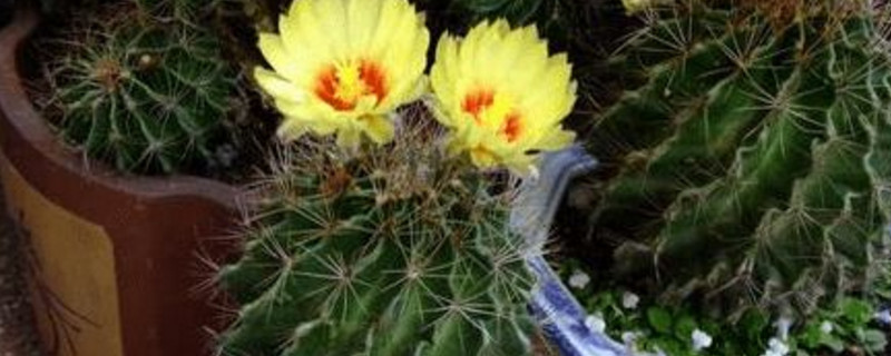 龙王球有几个种类