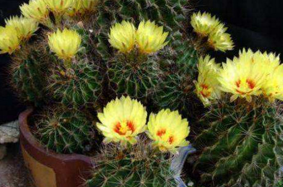 龙王球有几个种类