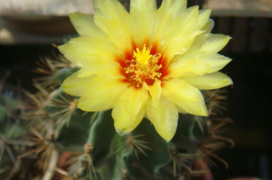 龙王球有几个种类