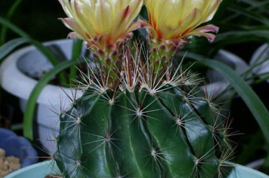 龙王球有几个种类