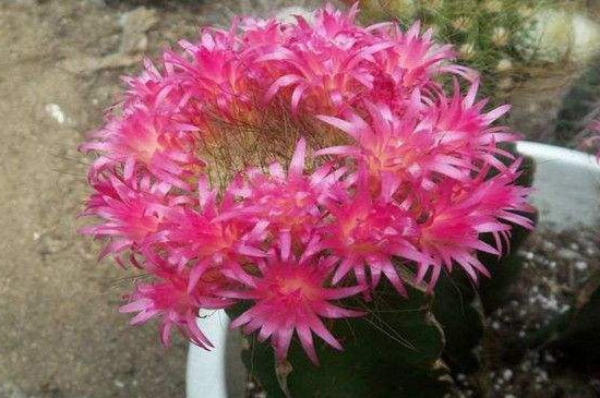 仙人球花期多长时间