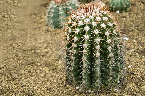 仙人球上长小球如何办