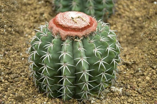 仙人球上长小球如何办