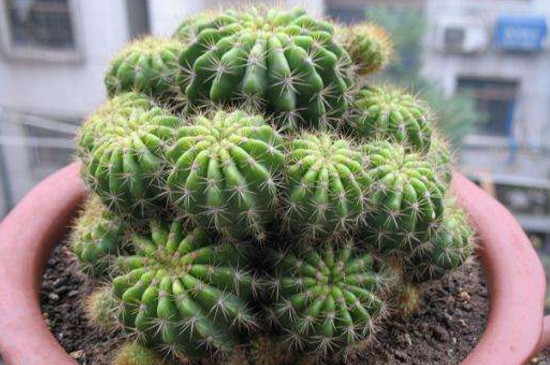 仙人球上长小球如何办