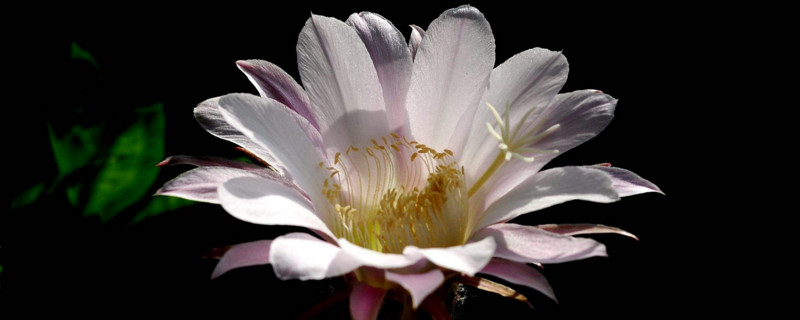 仙人球花谢了如何处理