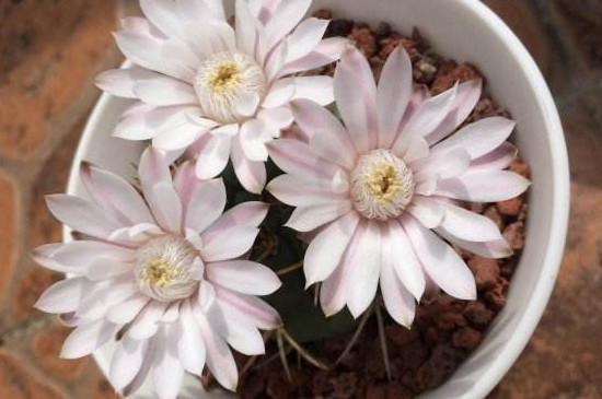 仙人球花谢了如何处理