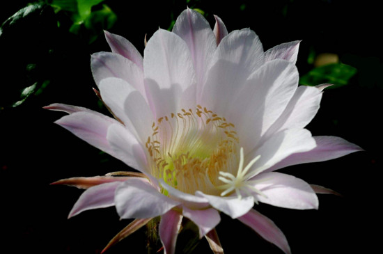 仙人球花谢了如何处理