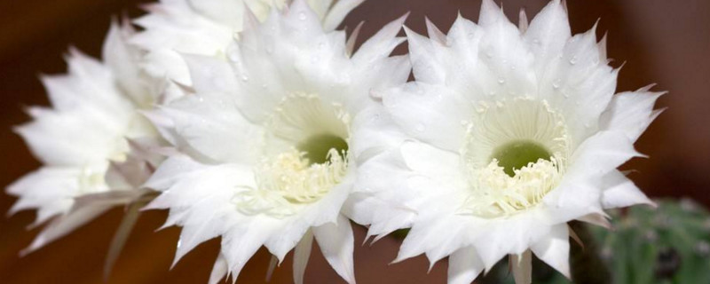 仙人球花如何食用