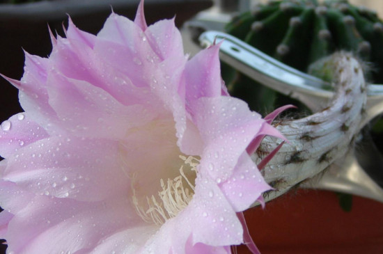 仙人球花如何食用