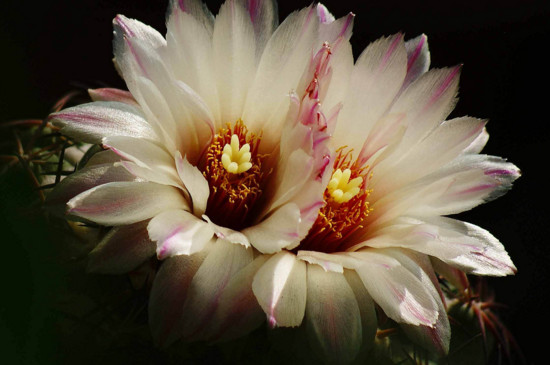 仙人球花如何食用