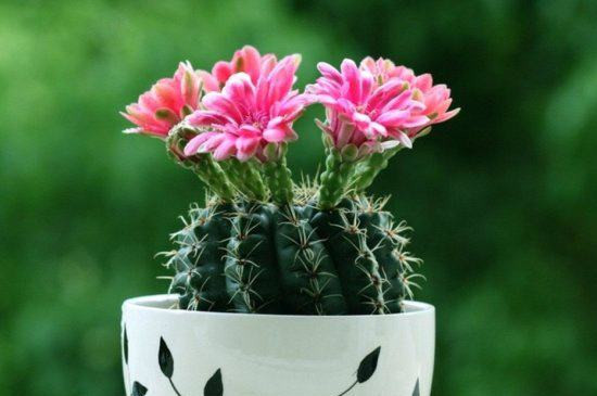 仙人球花如何食用