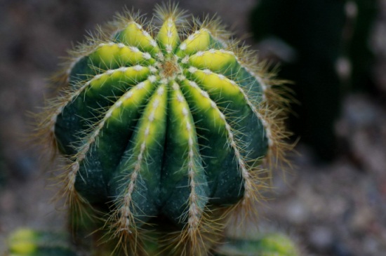 仙人球的风水学作用,可去除煞气化小人