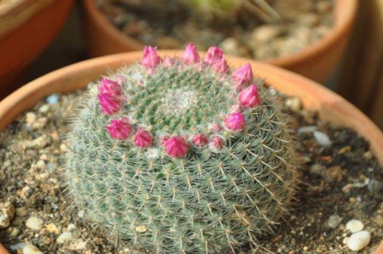 仙人球的风水学作用,可去除煞气化小人