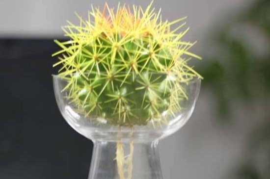 仙人球的风水学作用,可去除煞气化小人