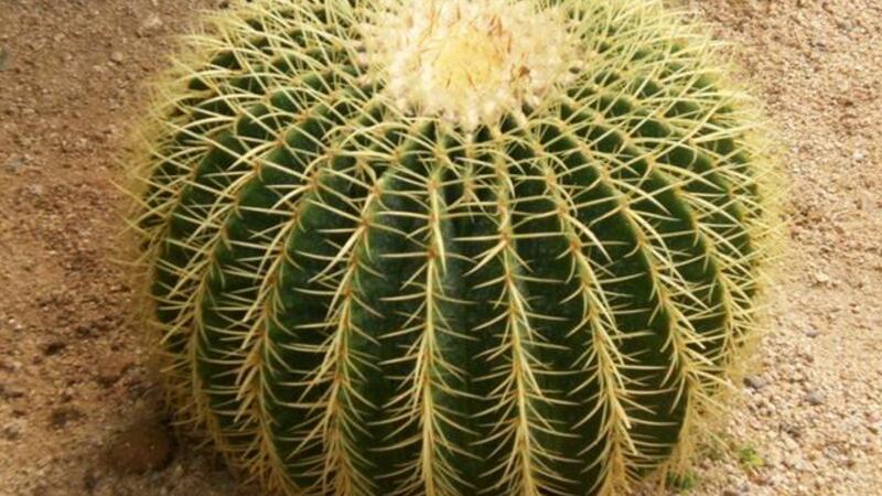 金虎仙人球变黄如何办