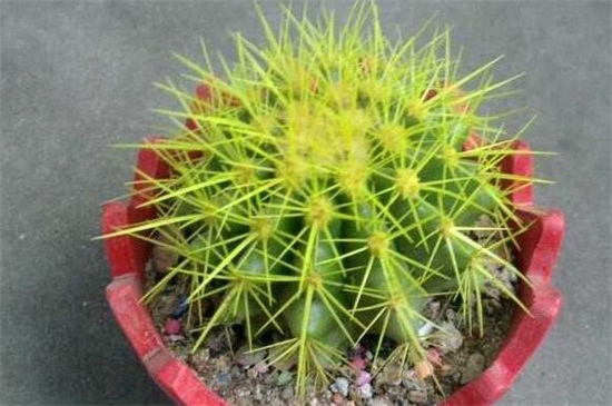 仙人球不开花是如何回事