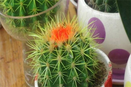 仙人球不开花是如何回事