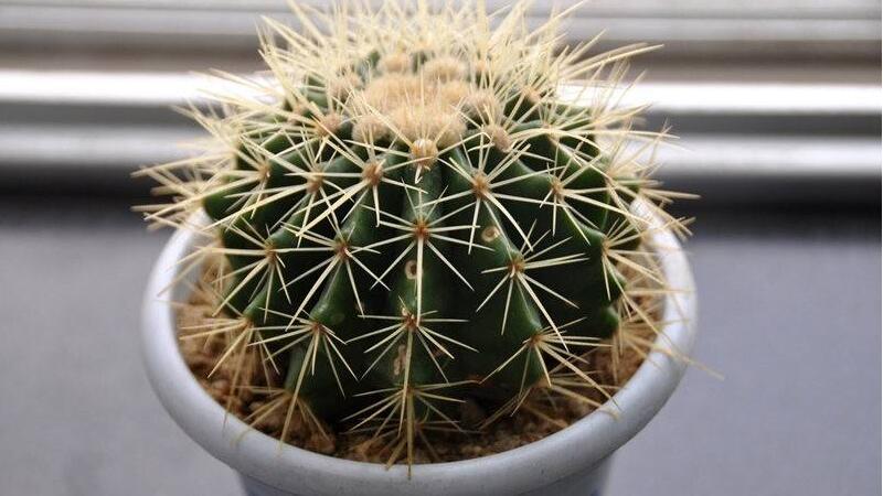 仙人球长斑如何办