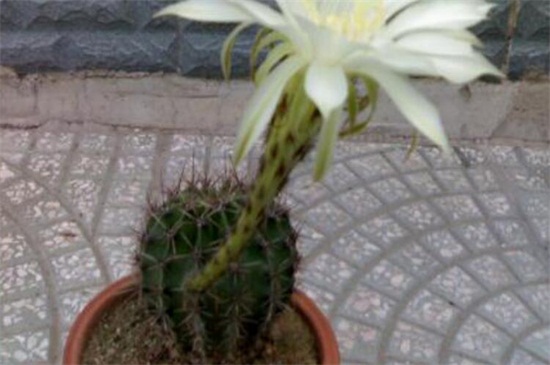 仙人球长斑如何办