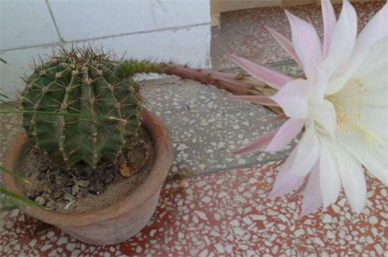 仙人球长斑如何办