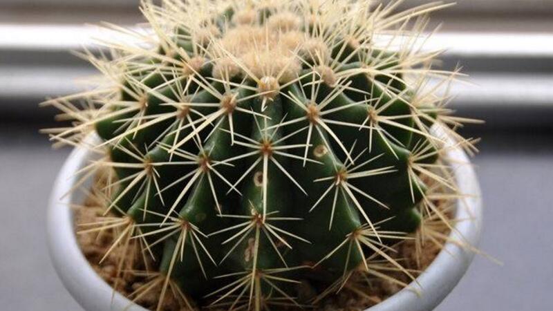 仙人球不开花是如何回事