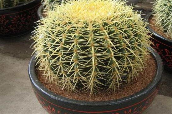 仙人球不开花是如何回事