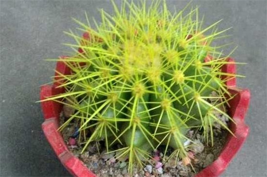 仙人球不开花是如何回事