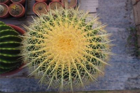 金琥球老长不大如何办,补充光照追施液肥