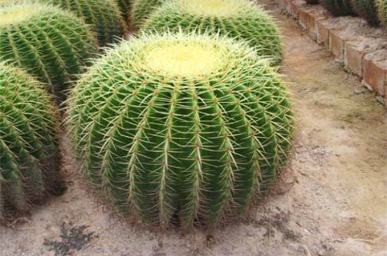 金琥球老长不大如何办,补充光照追施液肥