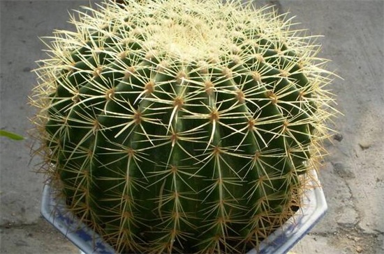 金琥球和仙人球的区别，4种更快辨别两者的办法