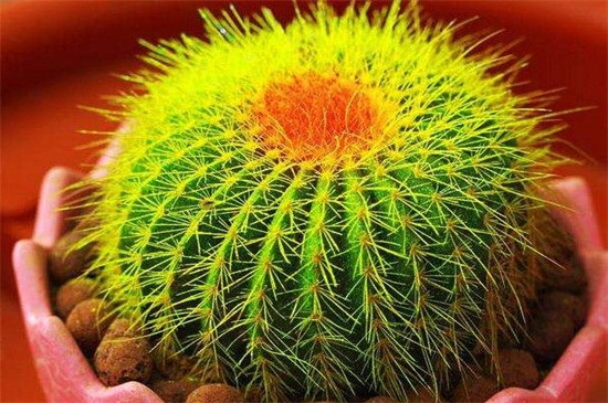 金琥球和仙人球的区别，4种更快辨别两者的办法