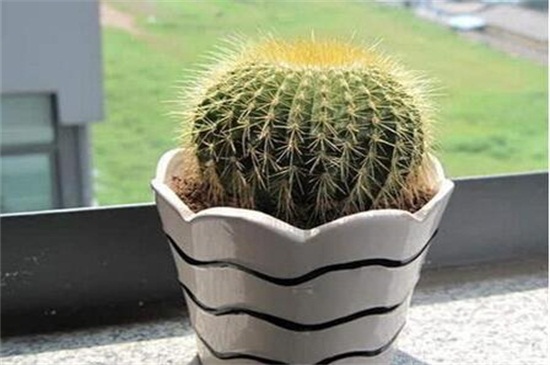 金琥球和仙人球的区别，4种更快辨别两者的办法