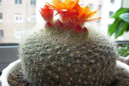 金琥球和仙人球的区别，4种更快辨别两者的办法