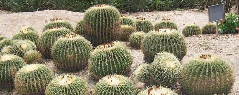 仙人球的种植办法