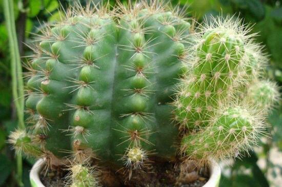 仙人球的种植办法