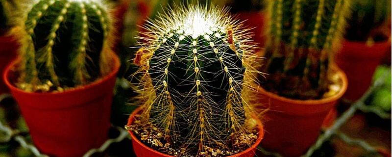 金虎仙人球如何养