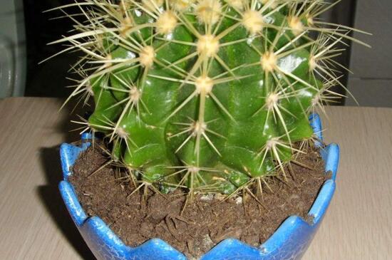 金虎仙人球如何养