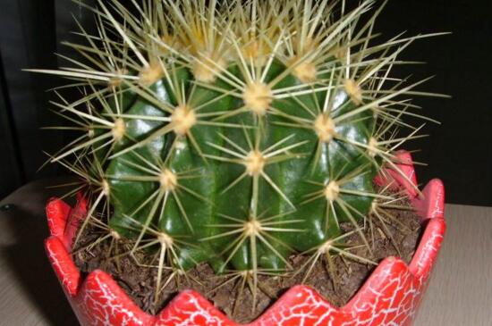 金虎仙人球如何养