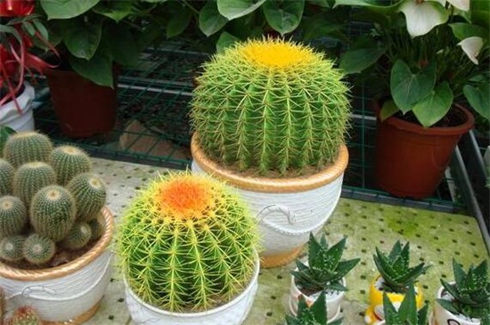 仙人球如何养